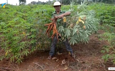 Comunidad Ava Guarani «Yary Miri»